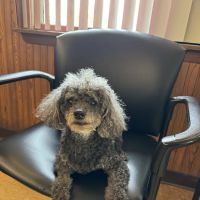 Highland Animal Hospital ico
