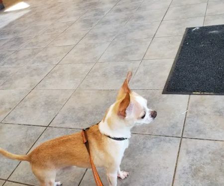 Munster Animal Hospital: Foster Mike DVM