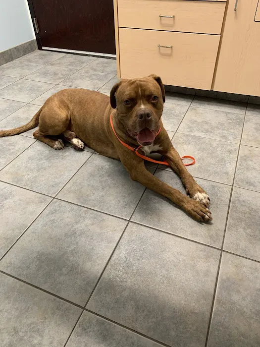 Munster Animal Hospital Picture 8