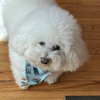 Munster Animal Hospital ico