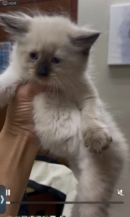 Jasper & Luna’s Ragdolls Picture 4