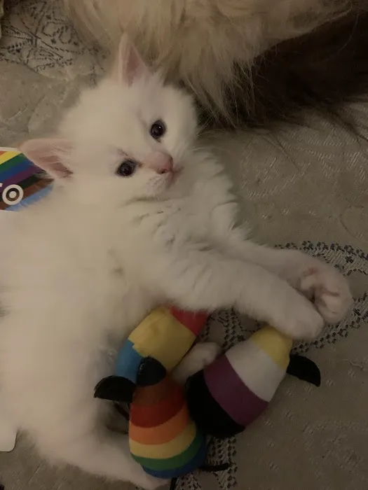 Jasper & Luna’s Ragdolls Picture 5