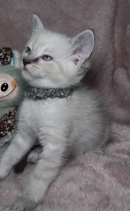 Jasper & Luna’s Ragdolls Picture 1