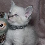 Jasper & Luna’s Ragdolls