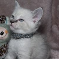 Jasper & Luna’s Ragdolls ico