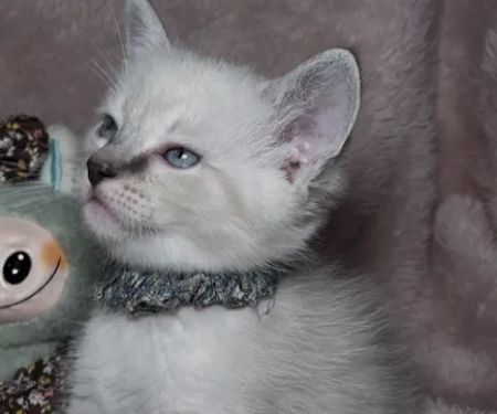 Jasper & Lunau2019s Ragdolls