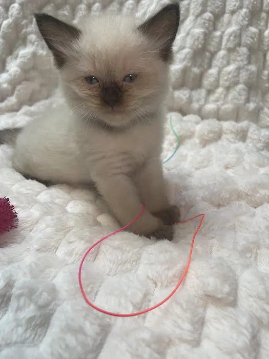Jasper & Luna’s Ragdolls Picture 3