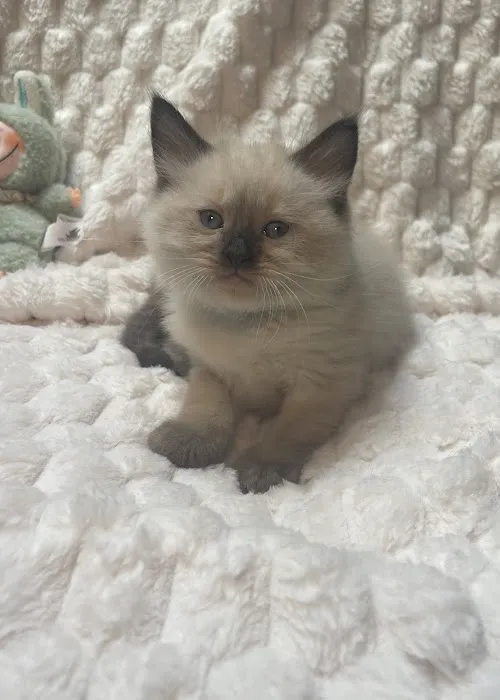 Jasper & Luna’s Ragdolls Picture 8
