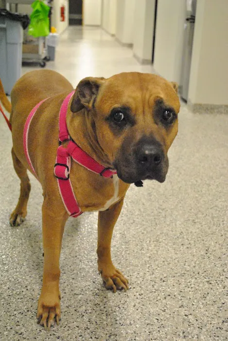 Premier Veterinary Group - Orland Park Picture 9