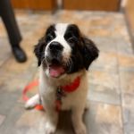Avenue Animal Hospital