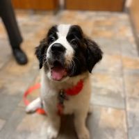 Avenue Animal Hospital ico