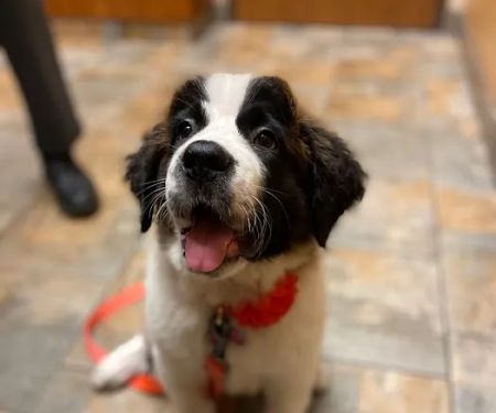 Avenue Animal Hospital