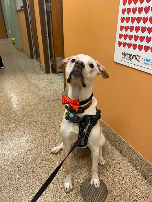 Avenue Animal Hospital Picture 9
