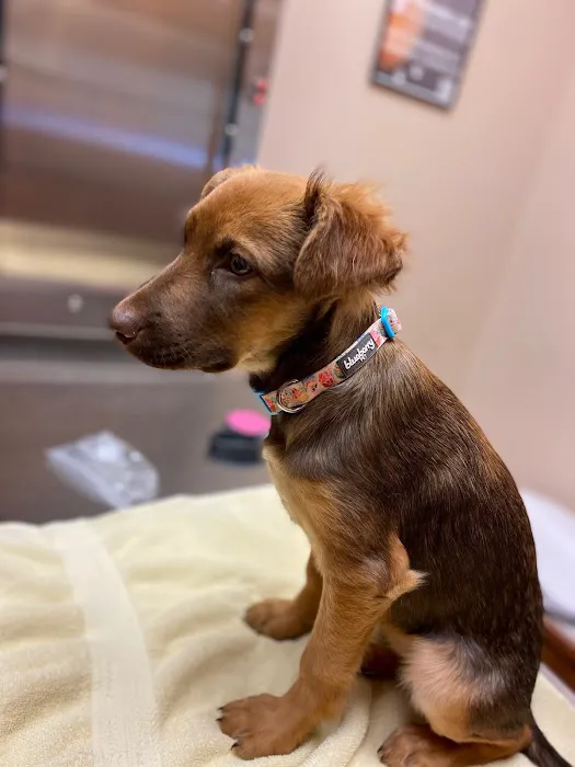 Avenue Animal Hospital Picture 5
