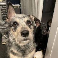 Bremen Animal Hospital ico