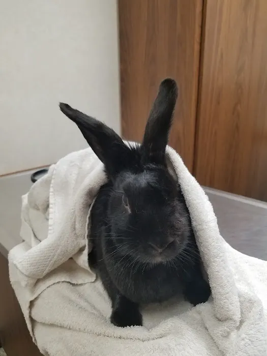 Bremen Animal Hospital Picture 9
