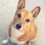 Family Pet Clinic