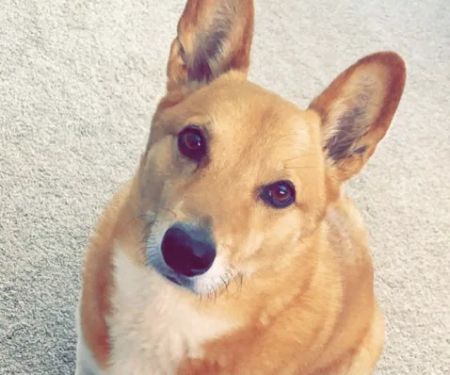 Family Pet Clinic