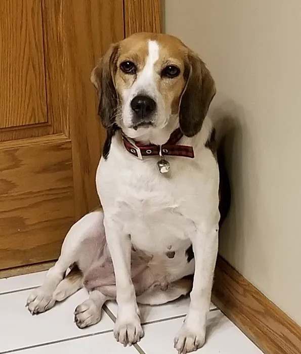 Family Pet Clinic Picture 5