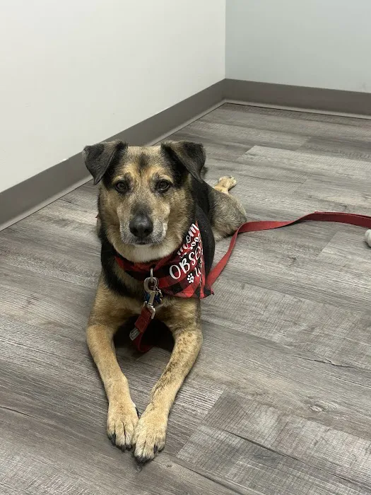 The Veterinary Clinic of Tinley Park Picture 8