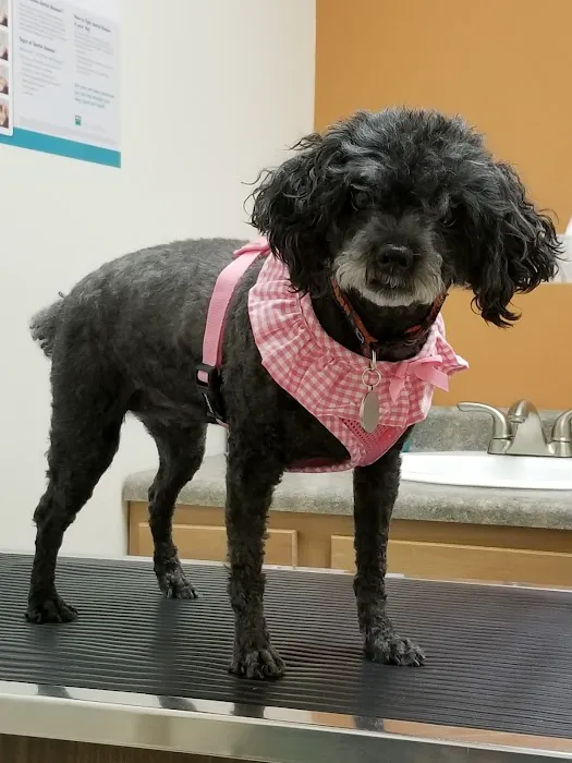The Veterinary Clinic of Tinley Park Picture 10