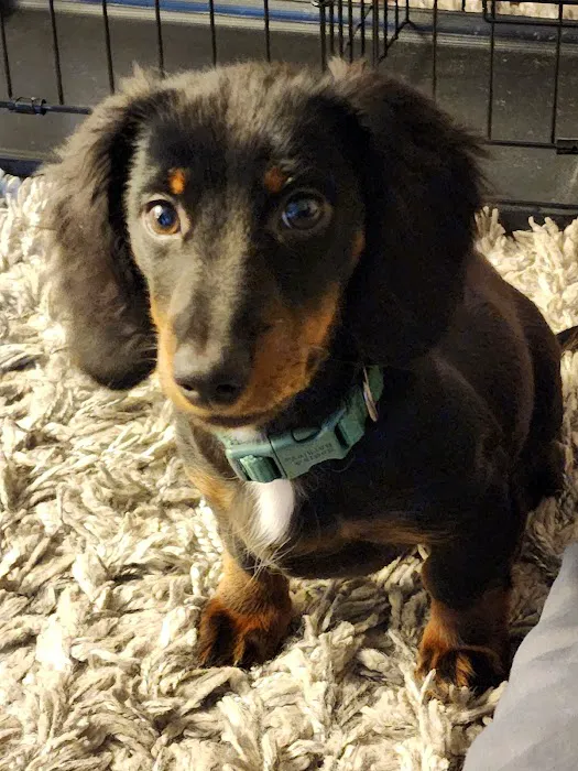 Mill Creek Animal Clinic Picture 8