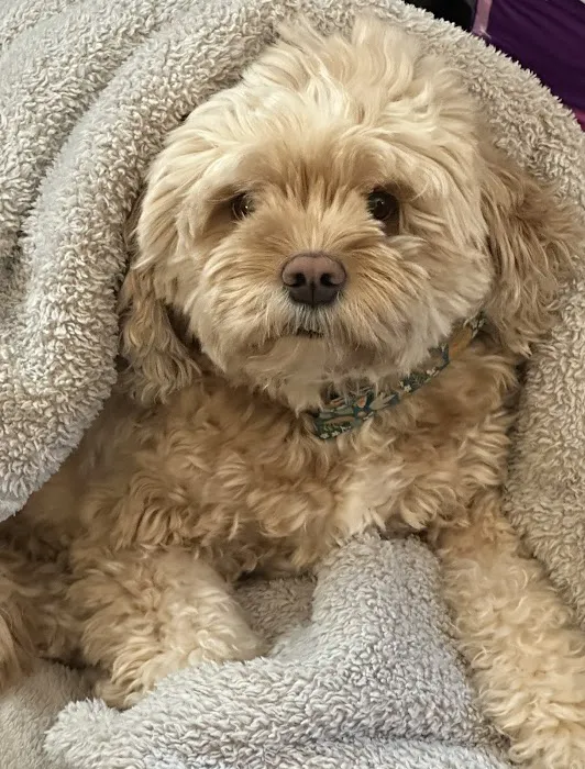 Abell Animal Hospital Picture 5