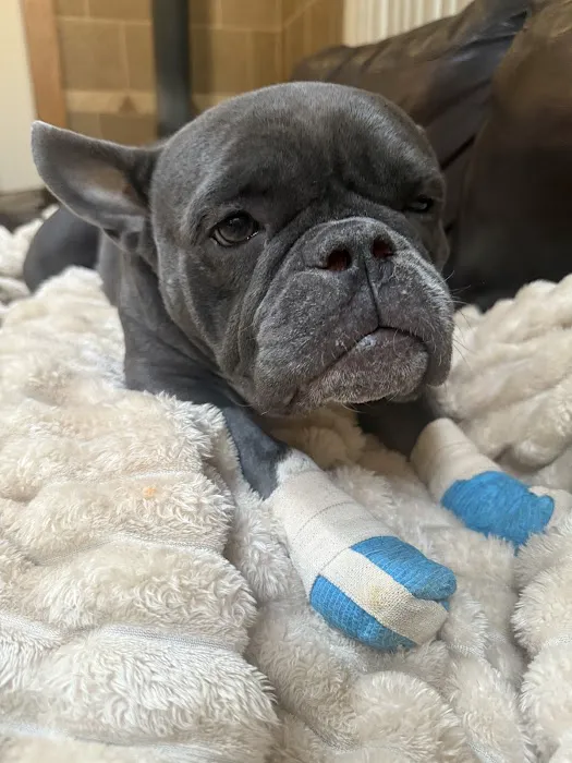 Abell Animal Hospital Picture 3