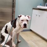 Forest Glen Animal Hospital