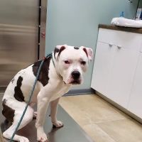 Forest Glen Animal Hospital ico