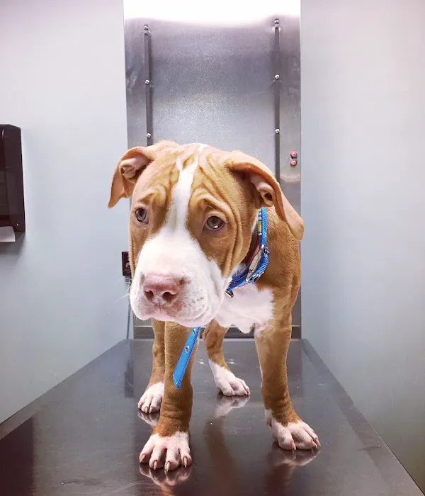 Forest Glen Animal Hospital Picture 4