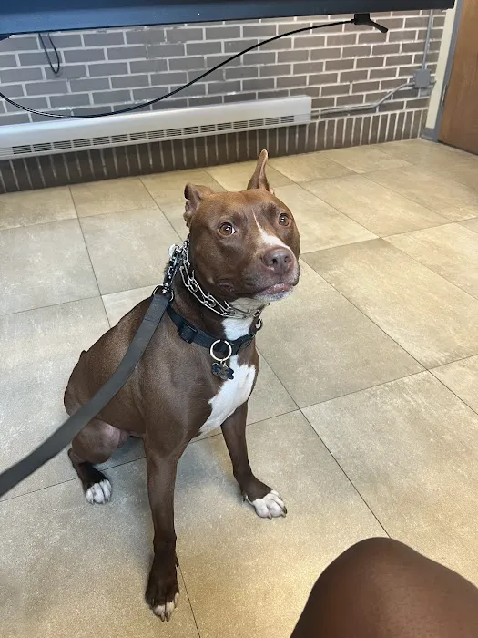 Forest Glen Animal Hospital Picture 8