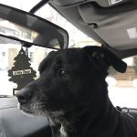 Avondale Animal Hospital