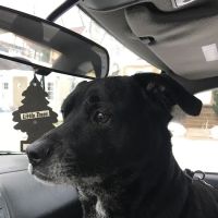 Avondale Animal Hospital ico
