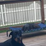 Holistic Veterinary Services