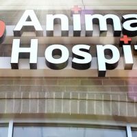 Finan Animal Hospital ico