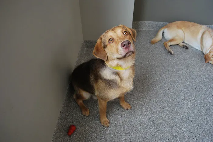 Animal Care Center of Downers Grove Picture 10
