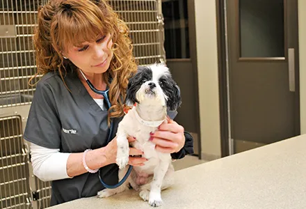 Animal Care Center of Downers Grove Picture 4