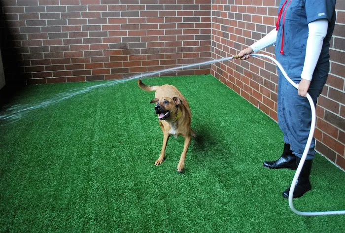 Animal Care Center of Downers Grove Picture 1