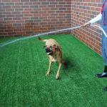 Animal Care Center of Downers Grove