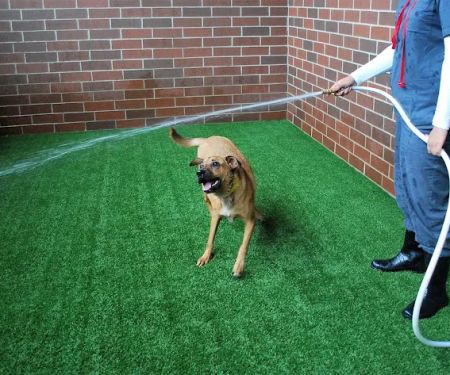 Animal Care Center of Downers Grove
