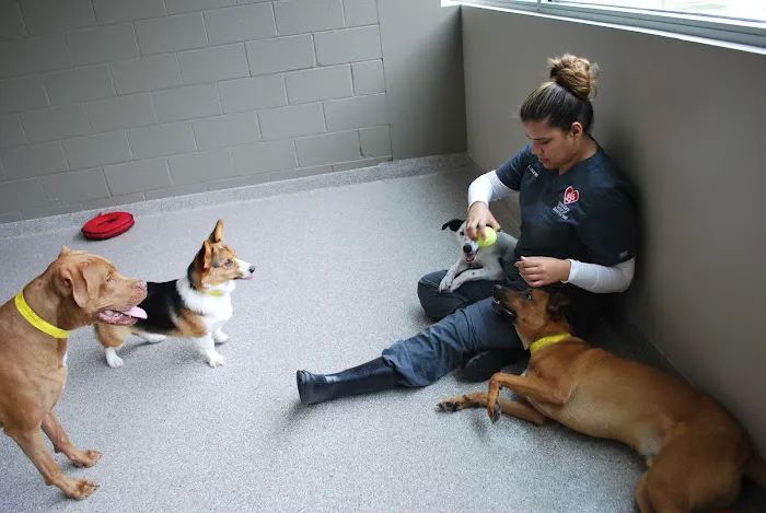 Animal Care Center of Downers Grove Picture 3