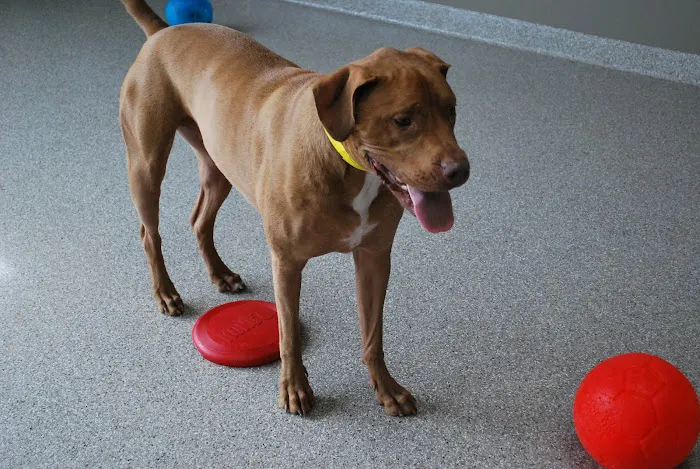 Animal Care Center of Downers Grove Picture 9
