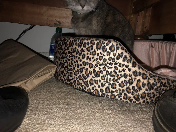 Downers Grove Animal Hospital & Bird Clinic Picture 2