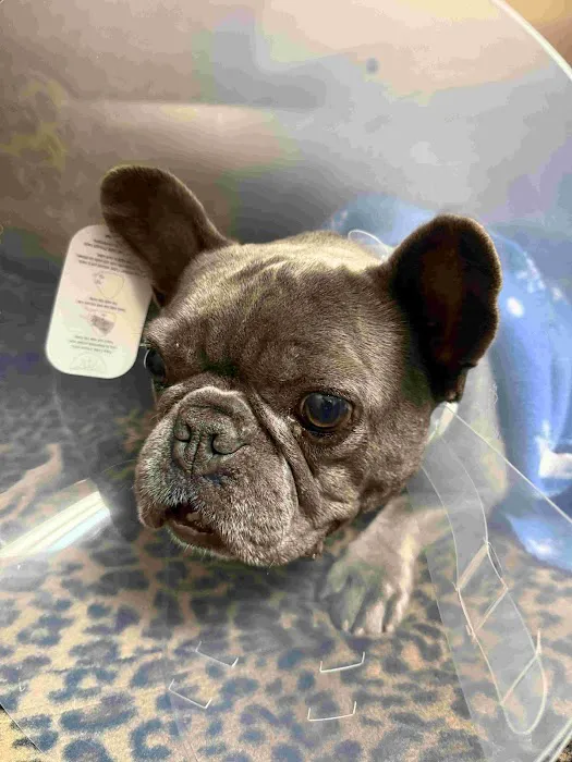 Downers Grove Animal Hospital & Bird Clinic Picture 5