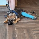 All Creatures Great & Small Veterinary Practice