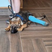 All Creatures Great & Small Veterinary Practice ico