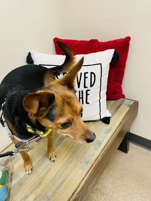 Vetco Total Care Animal Hospital Picture 6