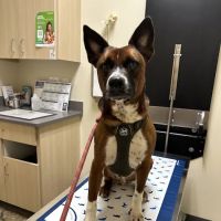 Vetco Total Care Animal Hospital ico