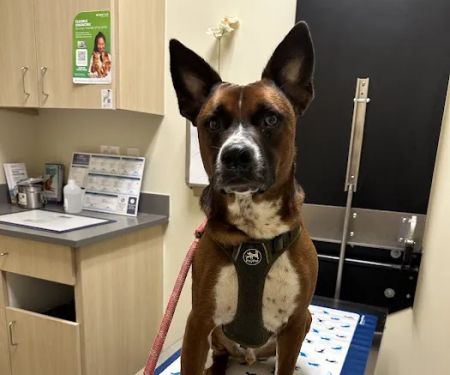 Vetco Total Care Animal Hospital